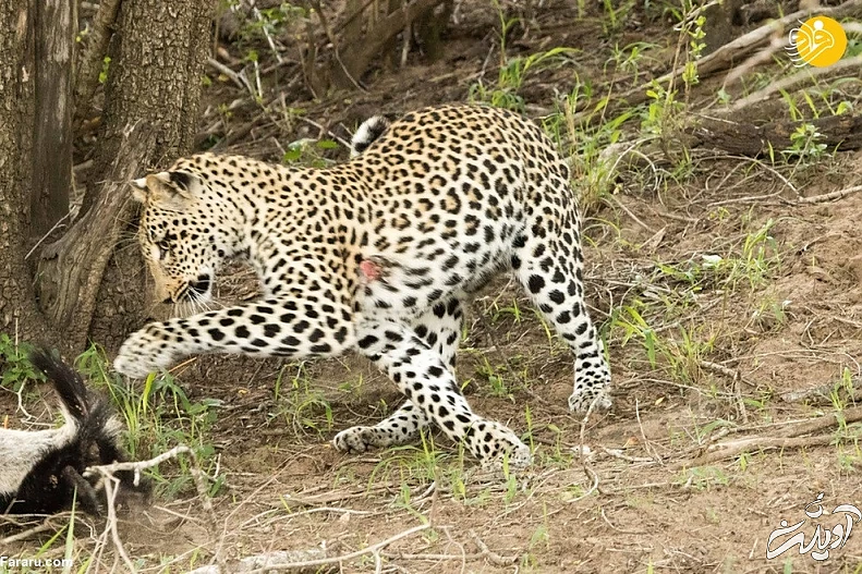 (ویدئو) حمله وحشتناک گورکن عسل&zwnj;خوار به پلنگ